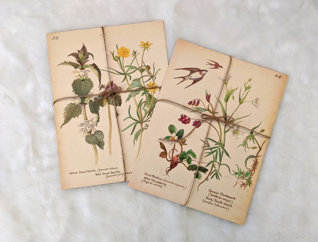Edith Holden book pages