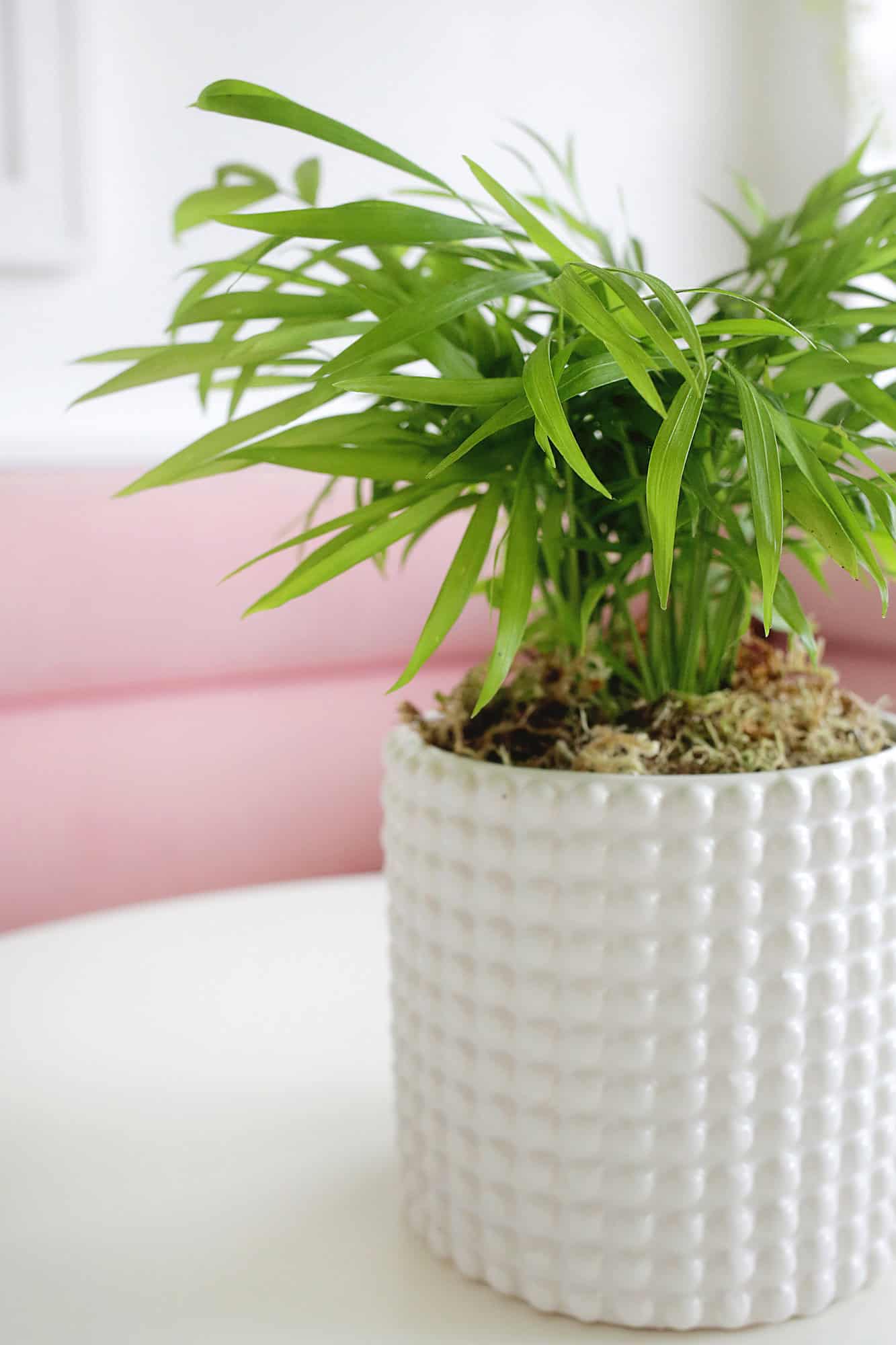 parlor palm
