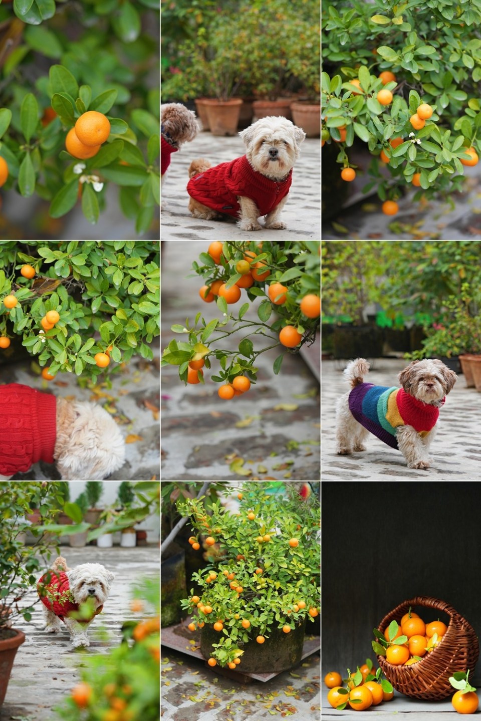 Terry's Inspired Chocolate Orange Eggless Cake ... a celebration of flavours 12 Orange life ... Tangerines and my dogs